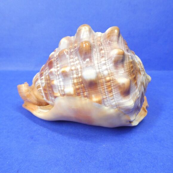 Cassis Cypraecassis Rufa African Bullmouth Helmet Conch Shell Seashell 4" 269g - Picture 3 of 11